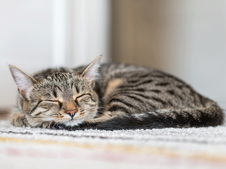 Katze zuckt im Schlaf Mögliche Ursachen, Tipps und Hilfe