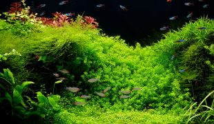 Anfängerfehler in der Aquaristik