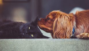 Hund und Katze aneinander gewöhnen