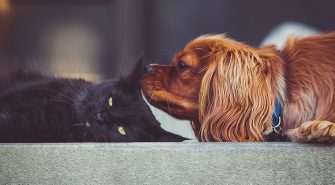 Hund und Katze aneinander gewöhnen