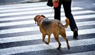 Hundebeleuchtung