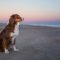 Australian Shepherd