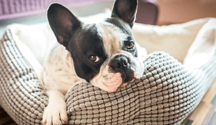 Französische Bulldogge
