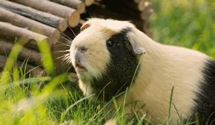 Meerschweinchen Haltung