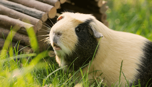 Meerschweinchen Haltung