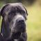 Bandog