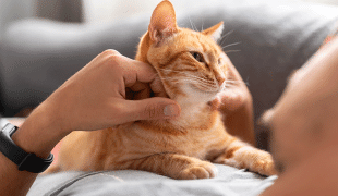 Körpertemperatur Katze