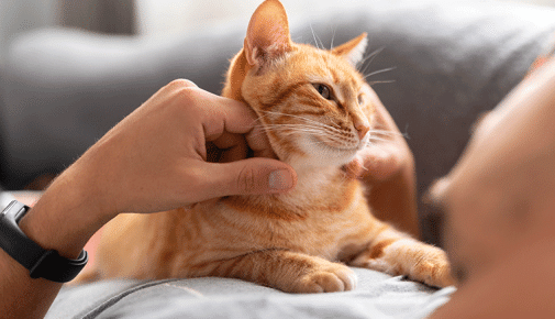 Körpertemperatur Katze