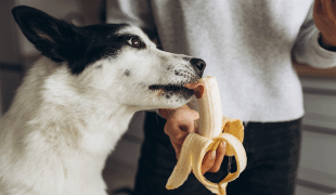 Dürfen Hunde Banane essen?