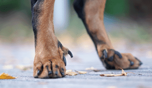 Wolfskralle Hund