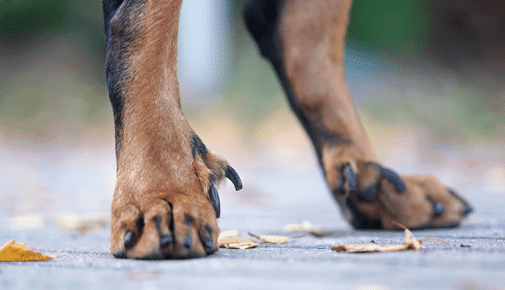 Wolfskralle Hund